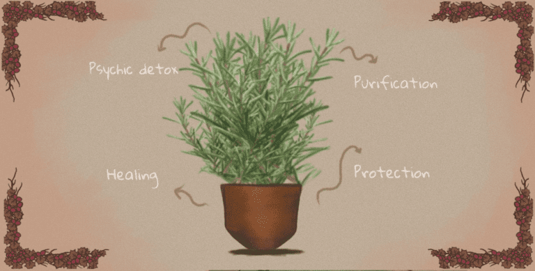 How to Grow Rosemary?