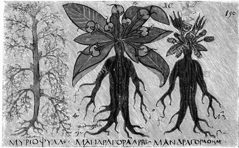 The Dark Side of Herbs: The Poisonous Plants of Witchcraft
