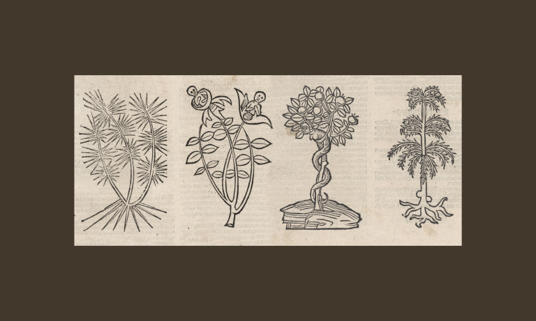 Ancient Herb Knowledge: Legends Across the Globe