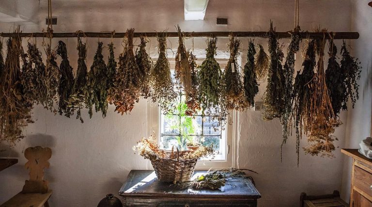 Unleashing the Power of Nature: A Look into Witch Herbs