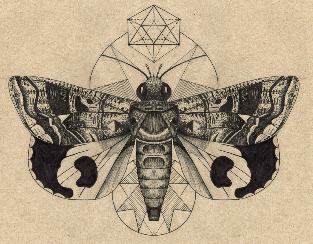 Unlocking the Secrets of Moth Symbolism and Spirituality - COVENTUM