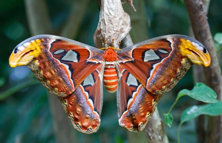 Atlas Moth Symbolism: A Journey of Resilience