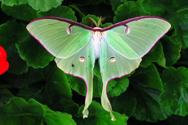 Luna Moth Symbolism: A Metamorphosis of the Spirit