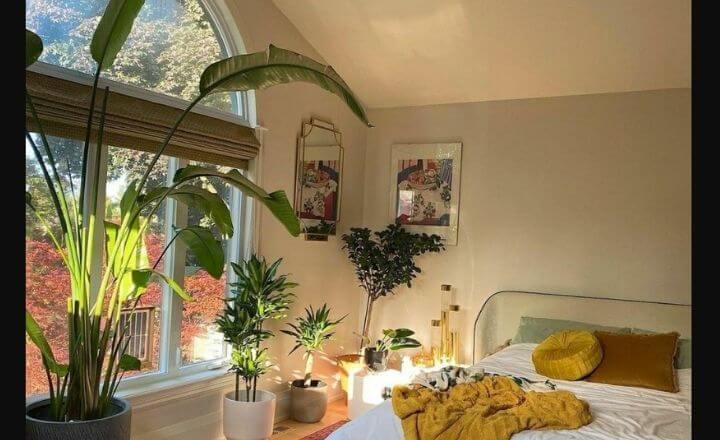 Transform Your Bedroom with Air Purifying Plants
