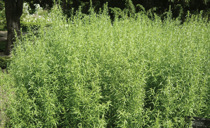 Tarragon 101: A Guide to This Versatile Herb