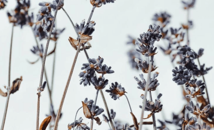 Lavender: Calming Whispers of Purple Bloom