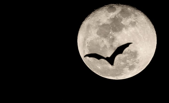 Navigating the Dark: Bat Symbolism and Spiritual Meanings