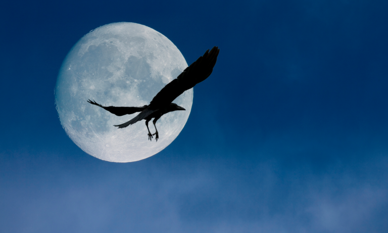 Find Your Spirit Guide for This Life Stage