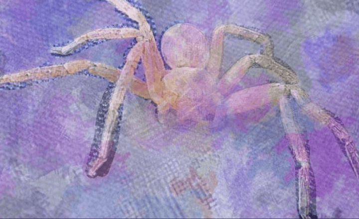 Dreaming of Spiders: The Surprising Spiritual Meanings