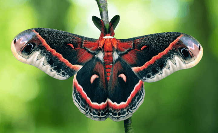 Cecropia Moth: A Giant With Gentle Wings & Powerful Symbolism